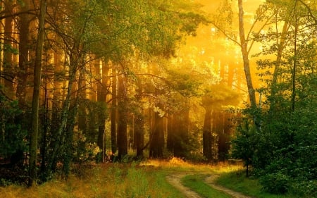 Golden forest - calm, quiet, grass, forest, leaves, path, golden, nice, place, woods, falling, branches, trees, beautiful, lovely, fall, glow, nature, season, autumn, serenity, peaceful, foliage, silent