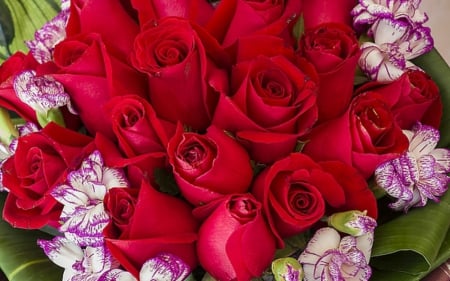 Beautiful rose buds - buds, flowers, petals, red roses