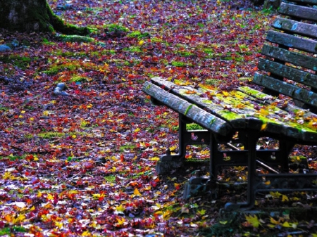 Bench in the fall leaves - fall leaves, nature, autumn, bench, park