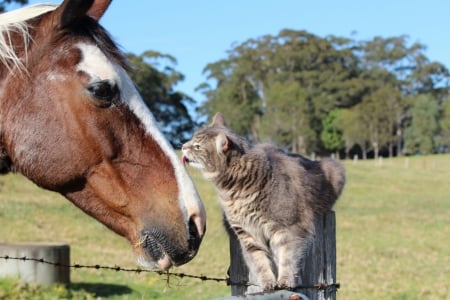 *** CAT AND HORSE *** - ANIMAL, HORSE, CAT, ANIMALS