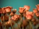 *** ORANGE FLOWERS ***