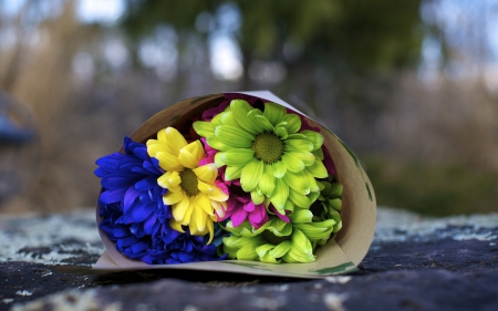 *** COLORFUL DAISIES *** - flowers, daisies, flower, nature