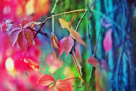 Autumn Leaves - branches, fall, autumn, leaves, colorful