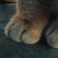 Paws â™¥