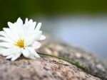 *** WHITE DAISY ***