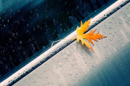 Fallen Leaf - fall, autumn, rain, water, autumn leaves