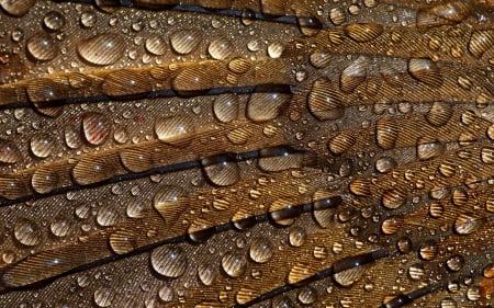 Water drops and feathers - abstract, drop, water, brown, macro, feather, golden, texture