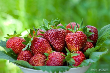 *** STRAWBERRIES *** - fruits, red, nature, strawberries