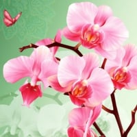 Pink orchids