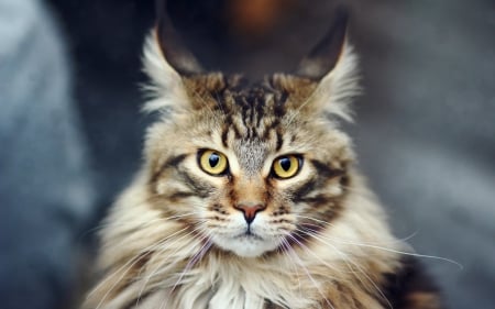 Beauty - yellow eyes, beauty, cat, maine coon, animal