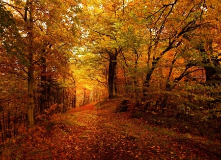 Forest Path - fall, trees, leaves, autumn