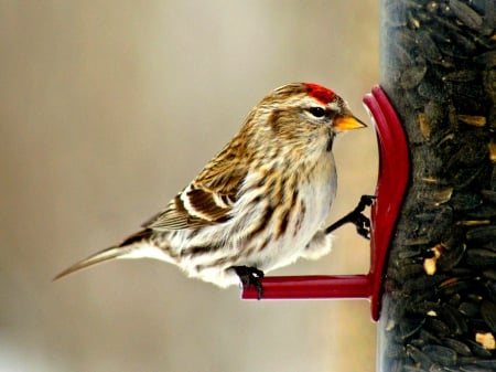 COMMON REDPOLL