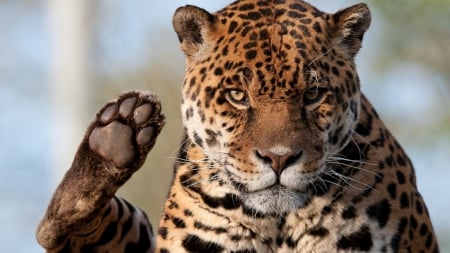 Leopard - jaguar, pisica, leu, tigru