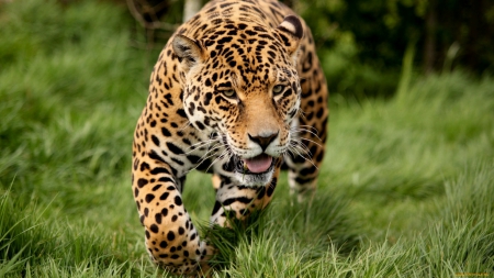 Hungry jaguar - jaguar, grass, wild, cat