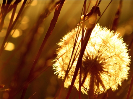 Dandelion - bulb, seeds, sunset, light