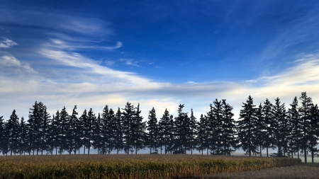 tree line across corn fields - sky, fields, trees, corn