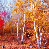 *** Gold autumn in birch forest ***