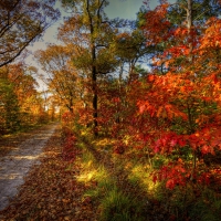 *** RED AND GOLD AUTUMN IN PARK ***