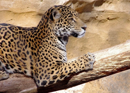 Jaguar - dots, animal, jaguar, jungle