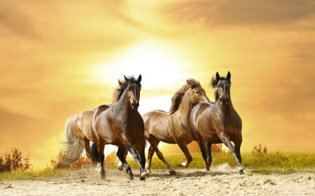 Horse - horse, stallion, animals, wild