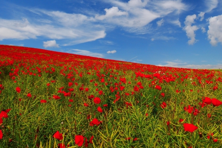 *** Field of poppies *** - red, poppies, flowers, field, nature