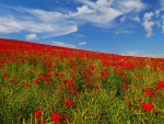 *** Field of poppies ***