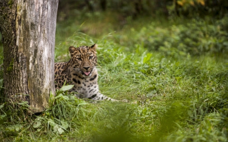 Leopard - leopard, forest, animal, jungle