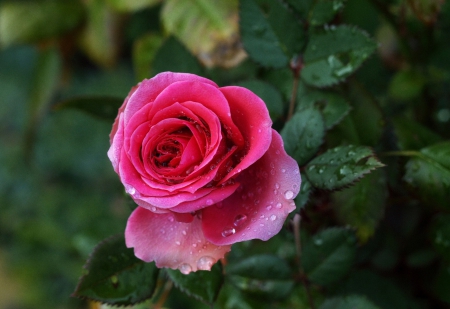 *** Pink rose *** - flower, rose, pink, flowers, nature