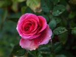 *** Pink rose ***