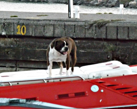 boat ride - dogs, water, boats, red