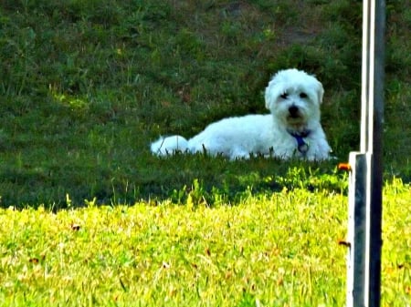 cooling off - white, dogs, green, poodles, grass