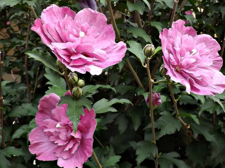 roses of sharon - roses, petals, pink, roses of sharon, flowers