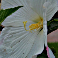 white hibiscus