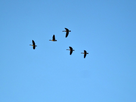 geese - geese, birds, blue, sky