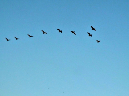 Canadian Geese - sky, geese, blue, canadian geese, birds