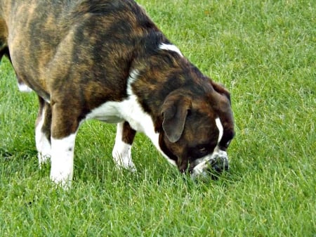 still big and beautiful - green, grass, animals, dog