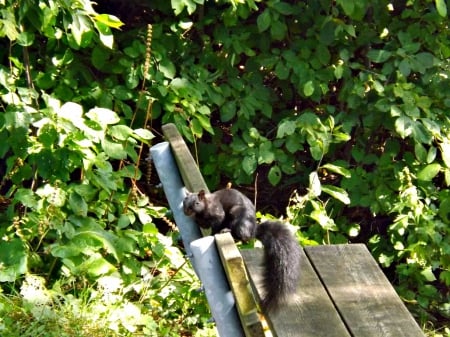 just sitting around - bench, squirrel, green, leaves