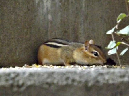 chippers - brown, rodent, foilage, chipmunk