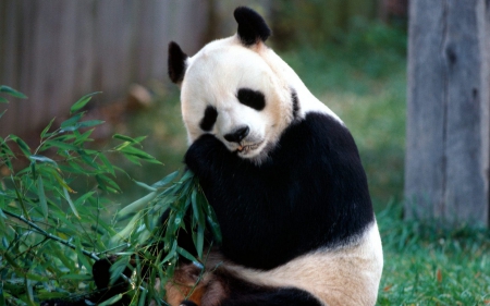 Panda - animal, panda, black, jungle