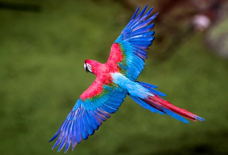 Beautiful birds flying