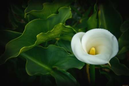 ღ✿⊱╮ - flowers, nature, plants, still life, flora