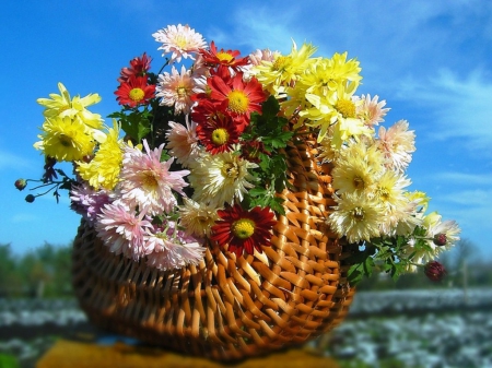 Basket with multicolor chrysanthemum - ulticolor, autumn, chrysanthemum, basket, white, nature, yellow, multicolor, red, flowers