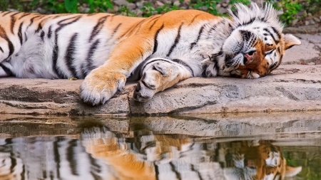 Tiger - forest, animal, tiger, sleep