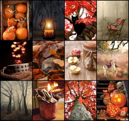 Goodbye Summer. Hello Autumn. - bokeh, autumn, collage, pumpkin, colorful, fire, tree, candle, cat, fruits, hedgehog, deer, cup, nature, forest, cozy, leaves