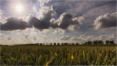 Wheat - field, nature, Wheat, sky