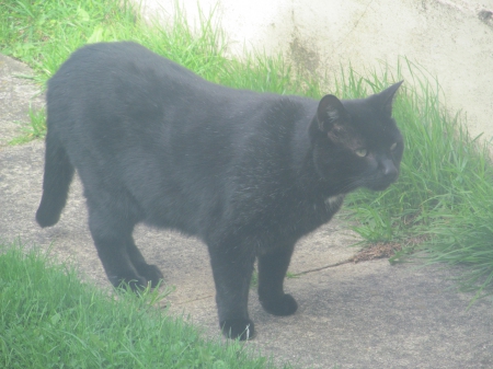 Black Beauty - feline, pets, domestic, cats