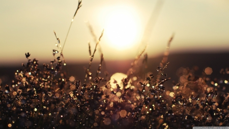 Morning dew - wallpaper, dew, rain, dewdrops, abstract, grass, morning, photography, field, nature, sunset, autumn, fall, landscape, raondrops, hd, sun, drops, scene, macro, sunrise, dawn