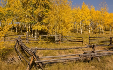 *** Beautiful gold autumn *** - gold, trees, nature, autumn