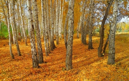 *** Beautiful birch forest in autumn *** - birch, nature, autumn, forest