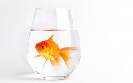 Fish - white, glass, animal, water, fish, orange, aquarium